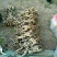 荷花60cm以上芡实。古代连，千屈菜。黄昌普。美人蕉。