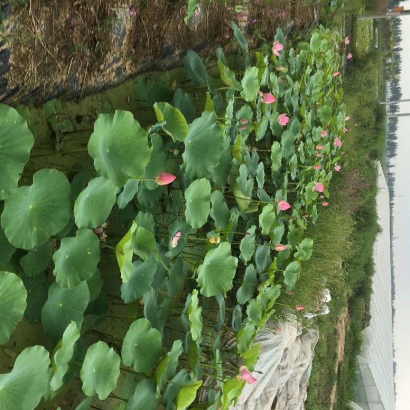 荷花60cm以上芡实。古代连，千屈菜。黄昌普。美人蕉。