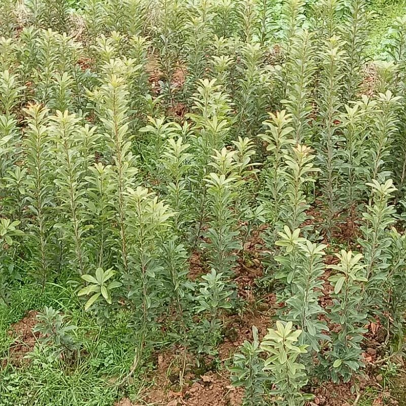 杨梅树苗1~250cm以下