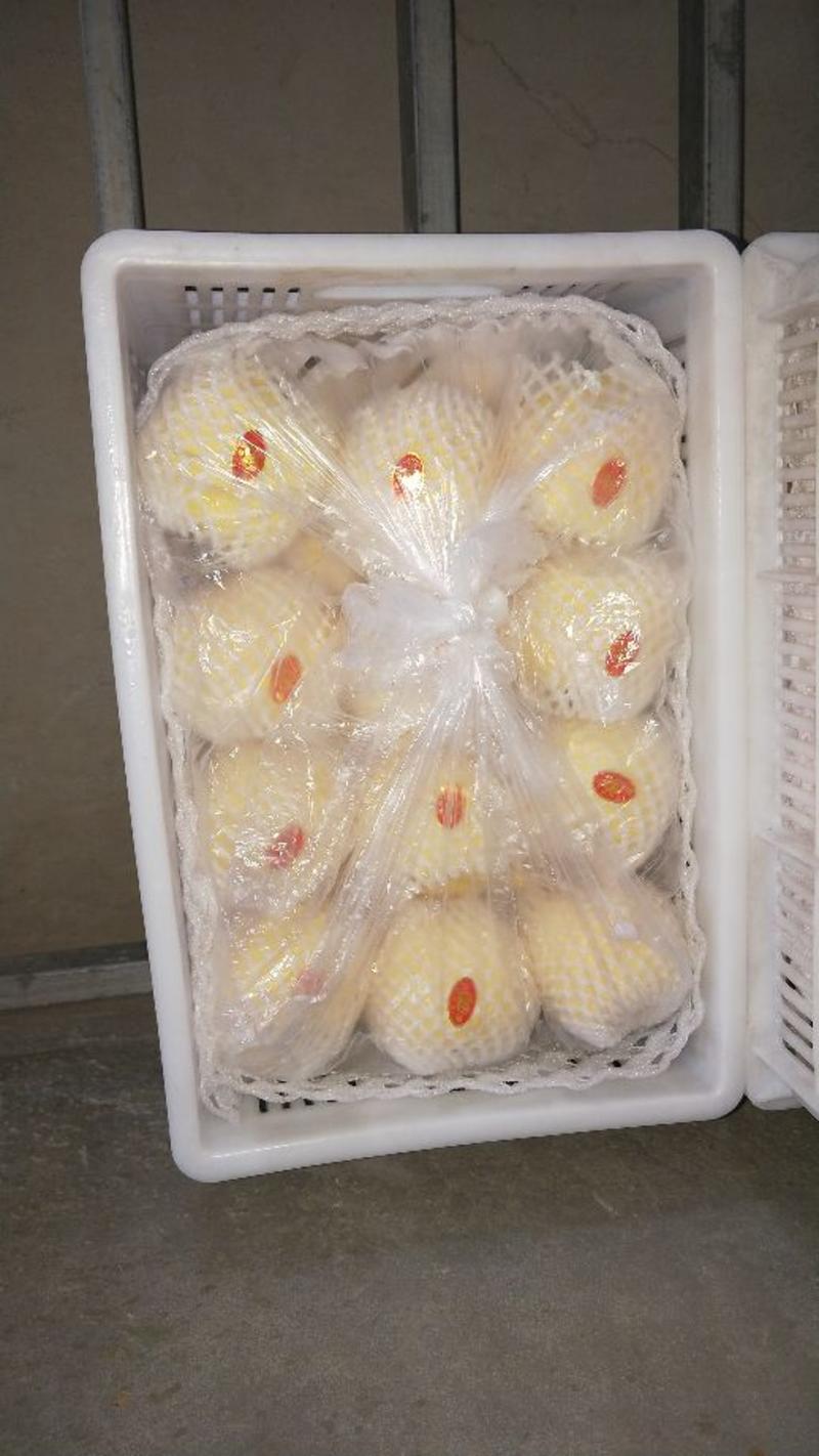 蒲城酥梨、贡梨冷库直供分级包装商超直供欢迎合作—知农果业