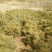 华山松1.5~2m