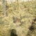 华山松1.5~2m