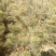 华山松1.5~2m