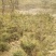 华山松1.5~2m