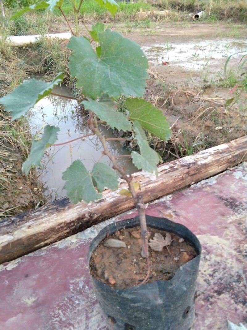 巨峰葡萄苗0.5年30~50cm