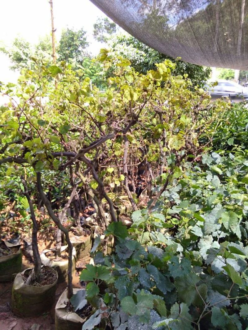 巨峰葡萄苗0.5年30~50cm