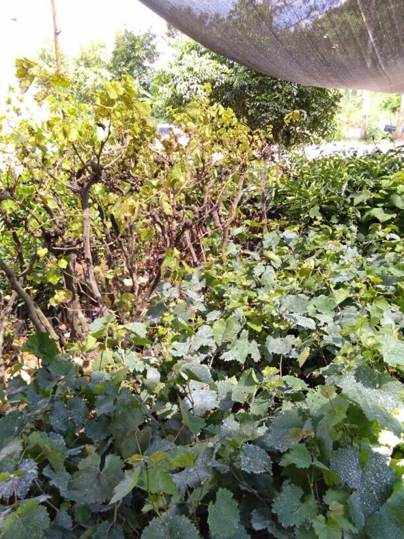 巨峰葡萄苗0.5年30~50cm