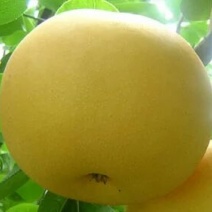 黄金梨350~400g纸袋
