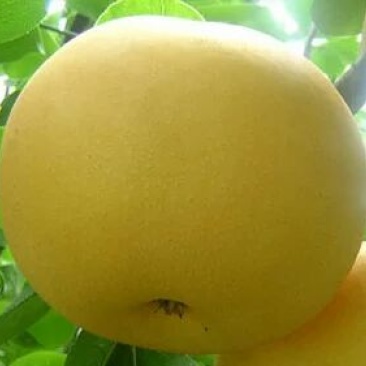 黄金梨350~400g纸袋