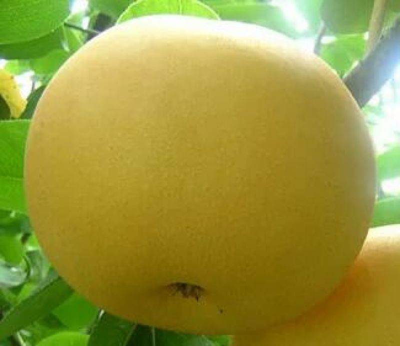 黄金梨350~400g纸袋