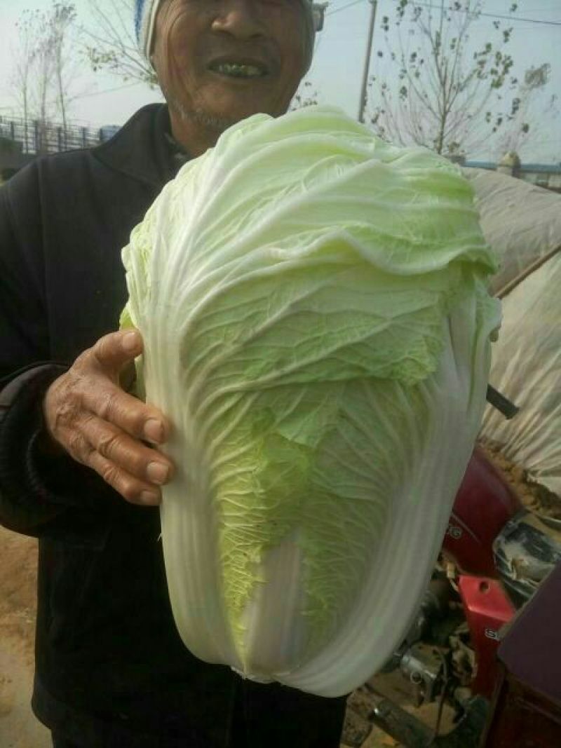 黄心白菜山东聊城万亩蔬菜基地大白菜7斤以上净菜