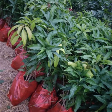 芒果苗1m以下