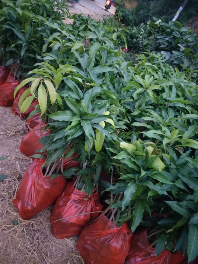 芒果苗1m以下