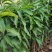 芒果苗1m以下