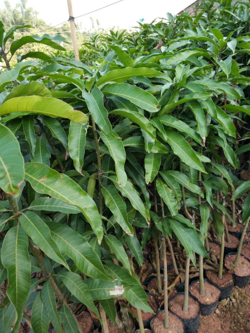 芒果苗1m以下