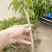 荔枝苗10~20cm