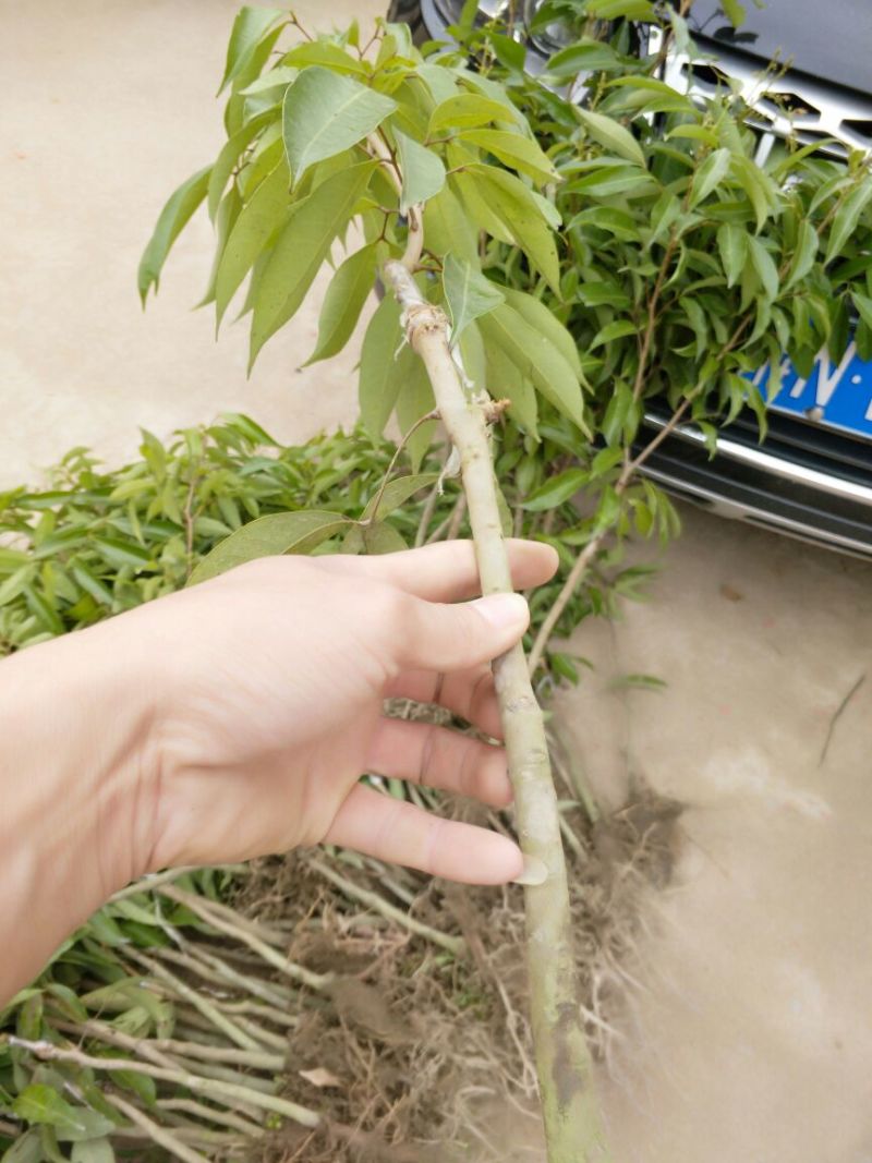 荔枝苗10~20cm