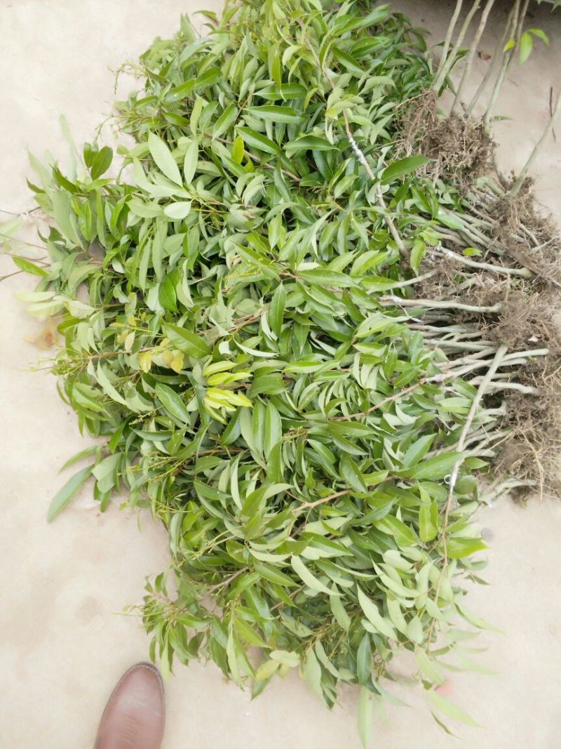荔枝苗10~20cm