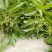 荔枝苗10~20cm