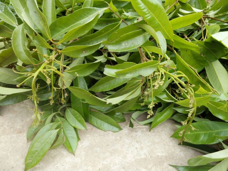 荔枝苗10~20cm