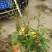 荔枝苗10~20cm
