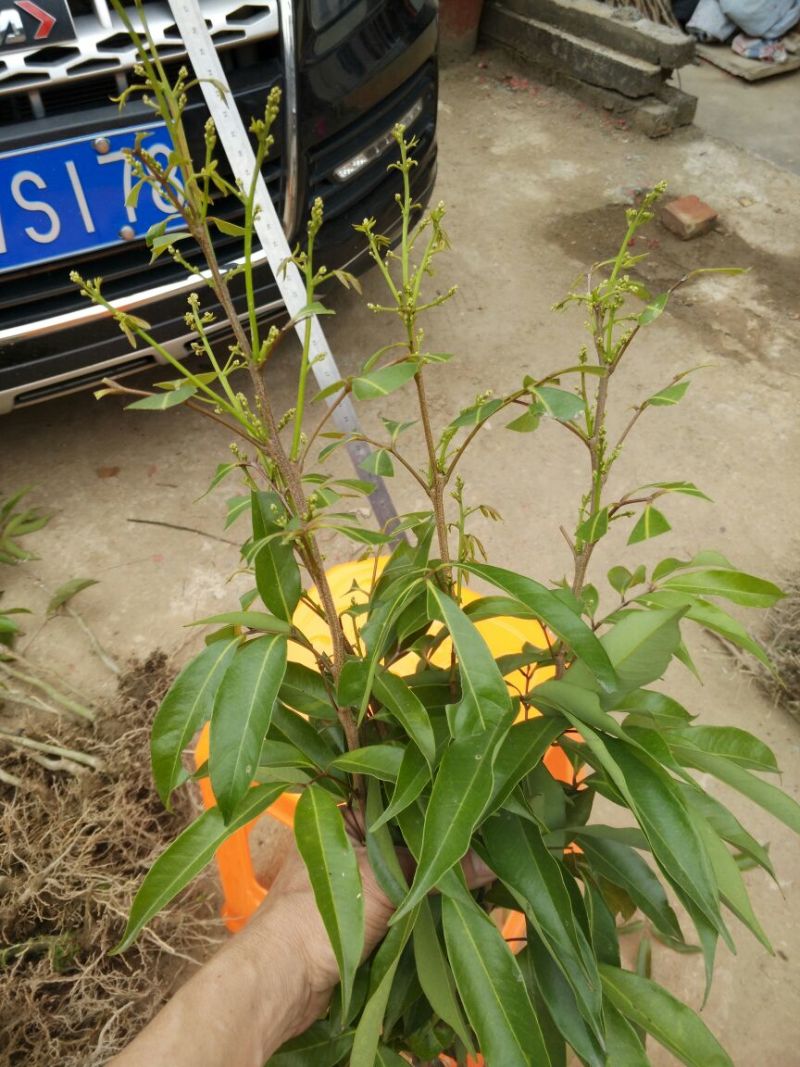 荔枝苗10~20cm