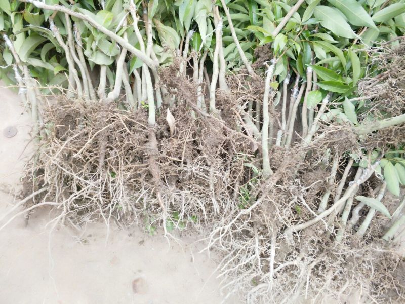 荔枝苗10~20cm
