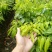 荔枝苗10~20cm