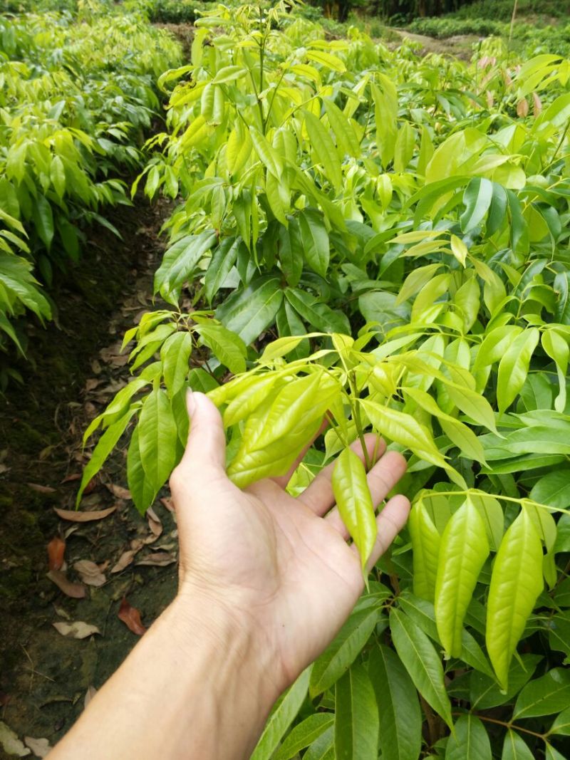 荔枝苗10~20cm