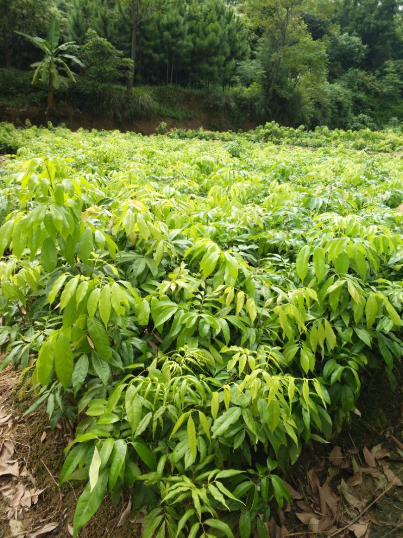 荔枝苗10~20cm
