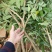 荔枝苗10~20cm