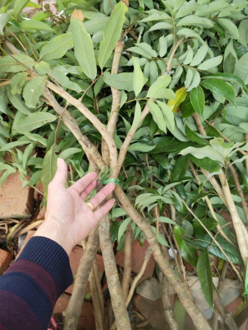 荔枝苗10~20cm