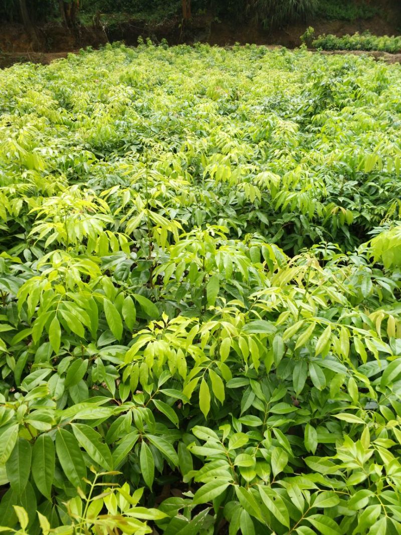 荔枝苗10~20cm