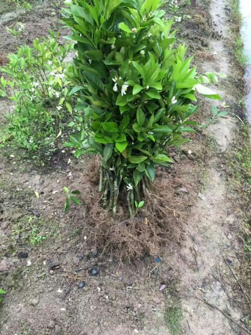 沃柑苗30~50cm