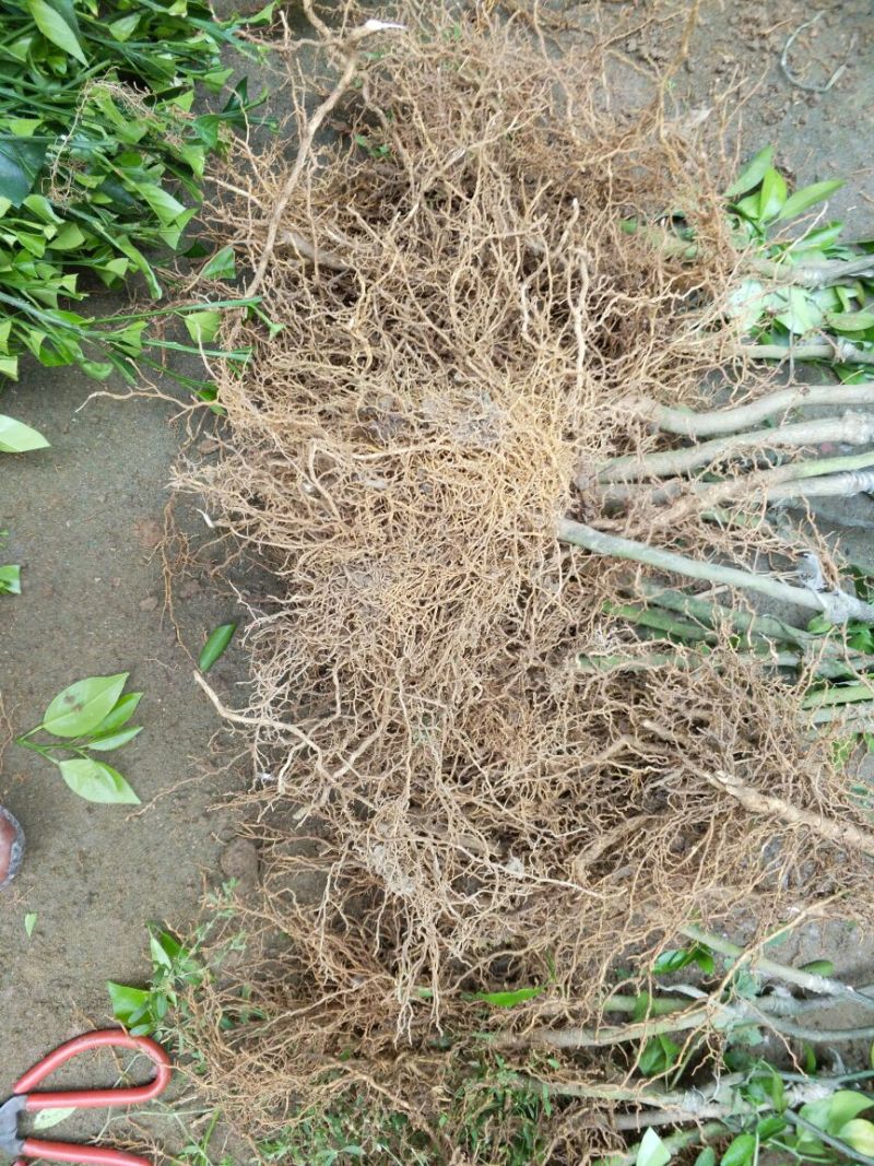 沃柑苗30~50cm