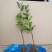 沃柑苗30~50cm