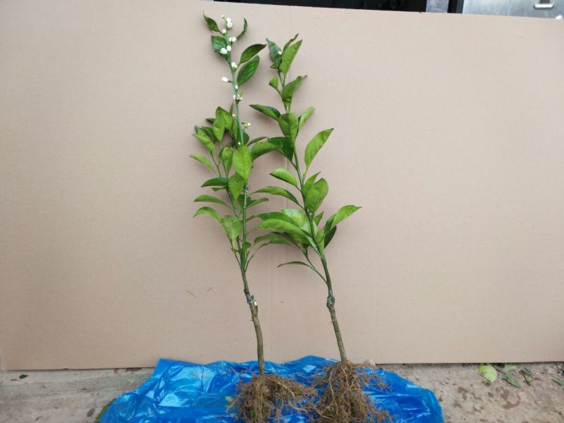 沃柑苗30~50cm