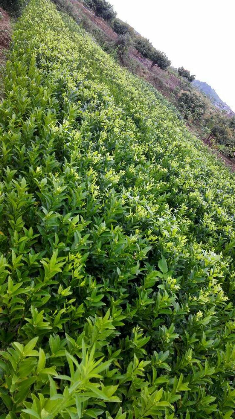 沃柑苗30~50cm