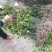 沃柑苗30~50cm