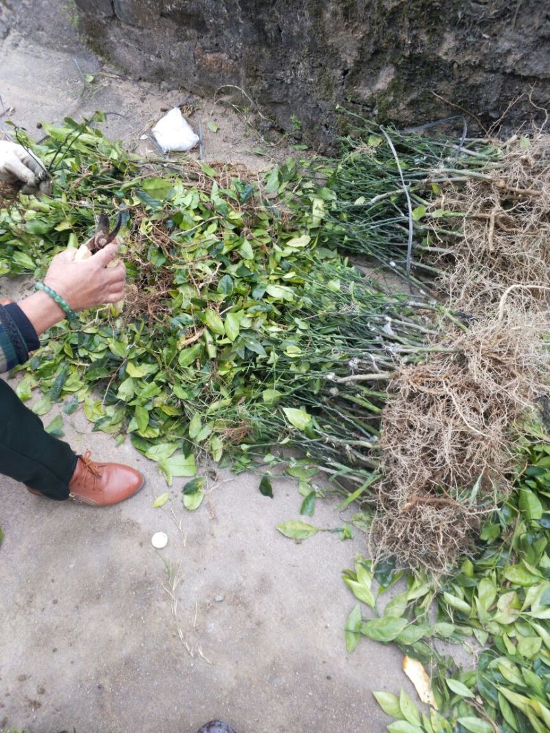 沃柑苗30~50cm
