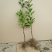 沃柑苗30~50cm