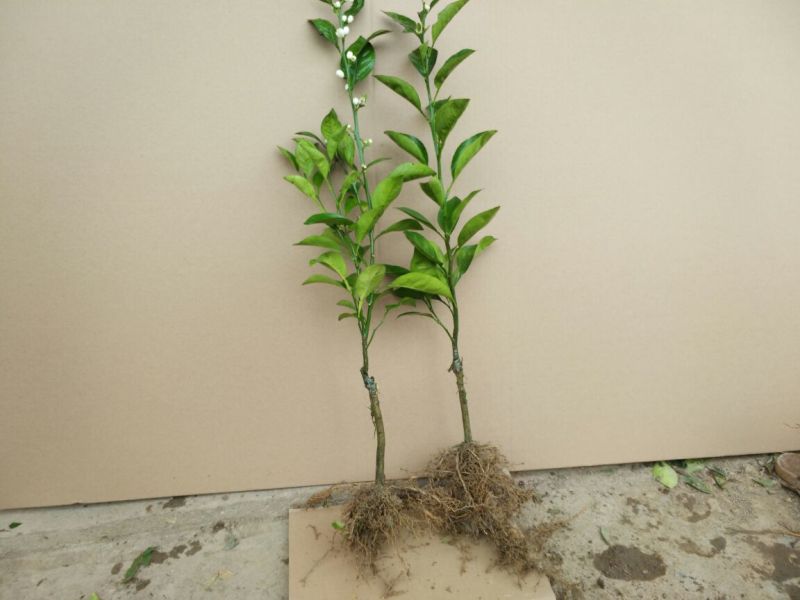 沃柑苗30~50cm
