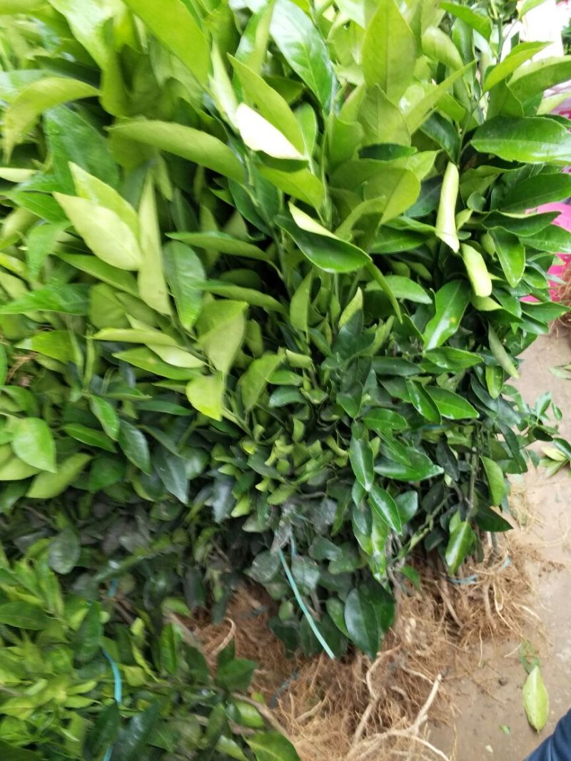 沃柑苗30~50cm