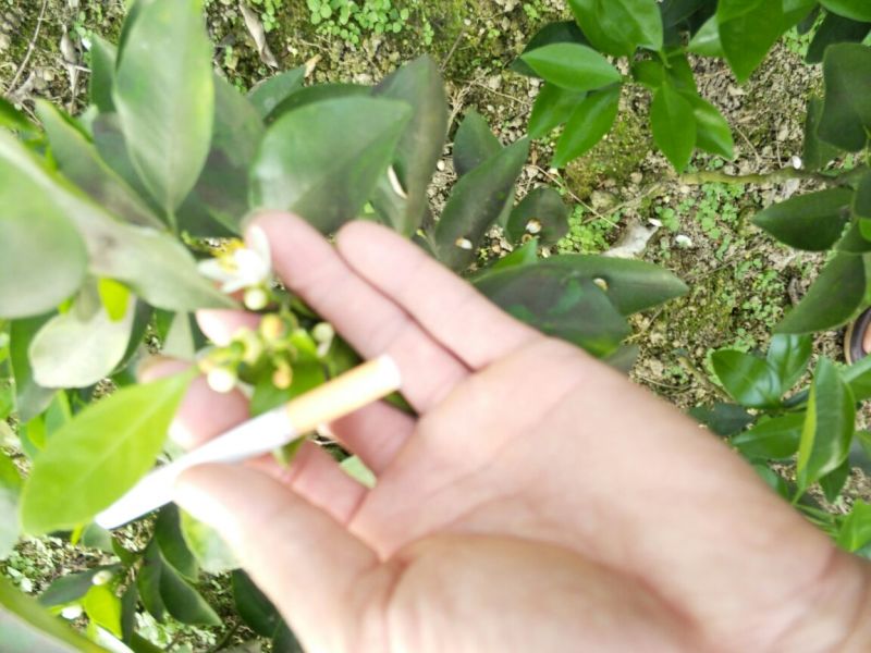 沃柑苗30~50cm