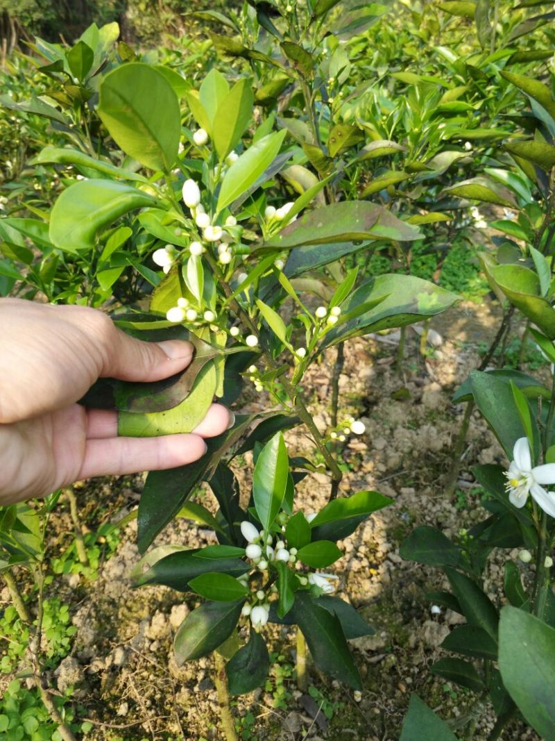沃柑苗30~50cm