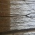 臭椿8~10cm8~10cm3.5~4米