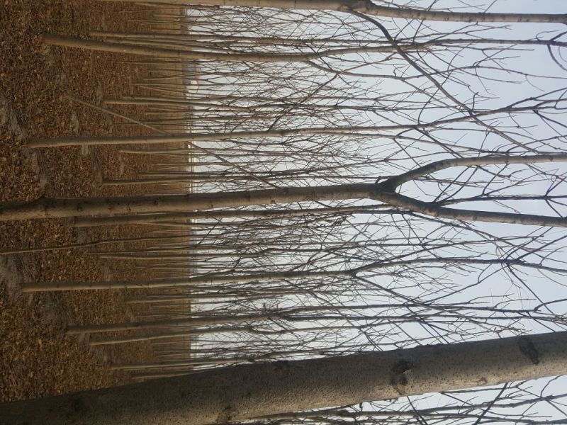 臭椿8~10cm8~10cm3.5~4米
