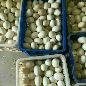 土鹅蛋食用