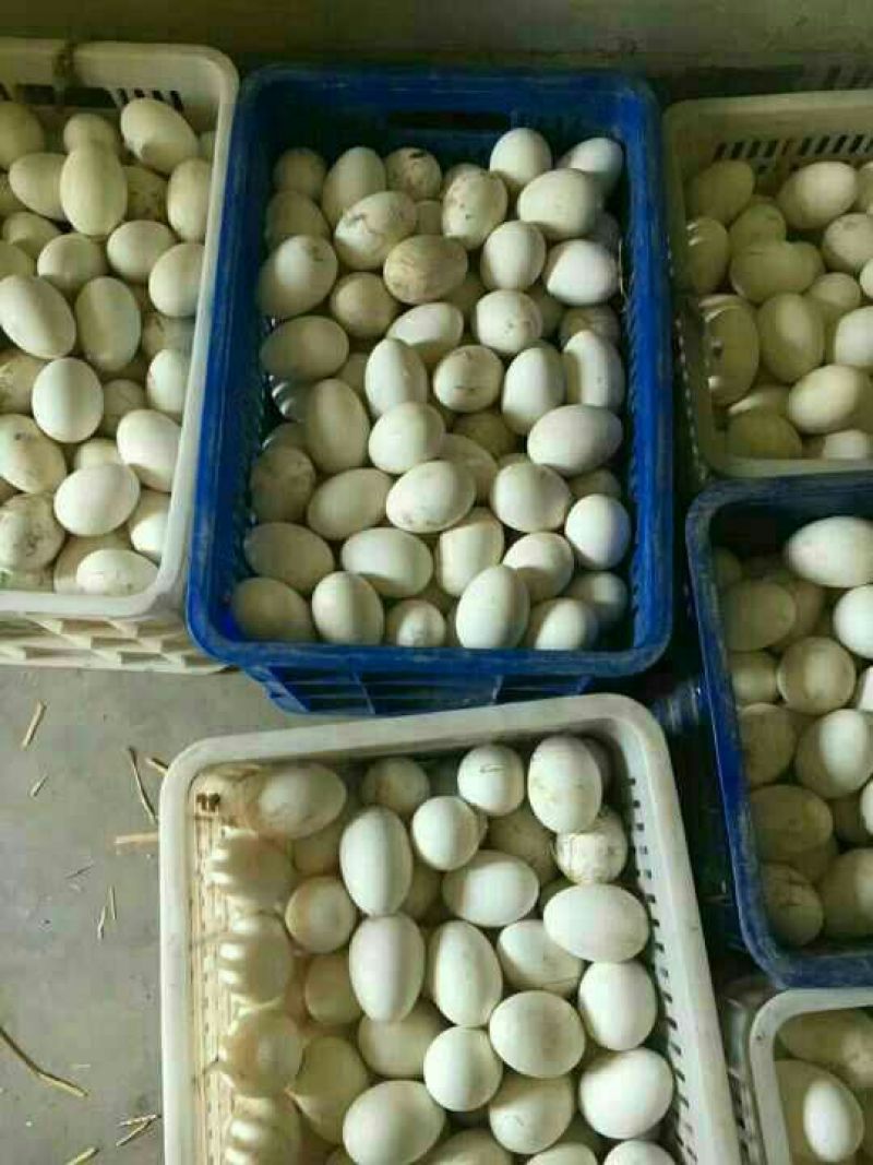 土鹅蛋食用