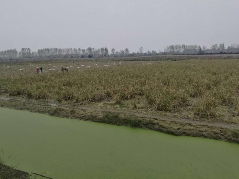 【推荐】茭白种苗美人茭白苗产地直供一手货源全国发货